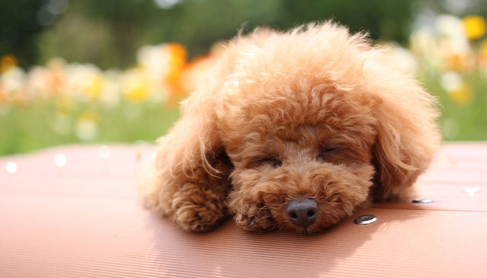 Mili Miliギャラリー